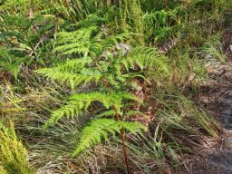 Pteridium aquilinum subsp. aquilinum enjoying the sun